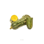 Descubre los beneficios del zapallo fresco: un vegetal natural, bajo en calorías y rico en vitaminas. Ideal para sopas, guisos y recetas saludables. ¡Inclúyelo en tu dieta hoy!